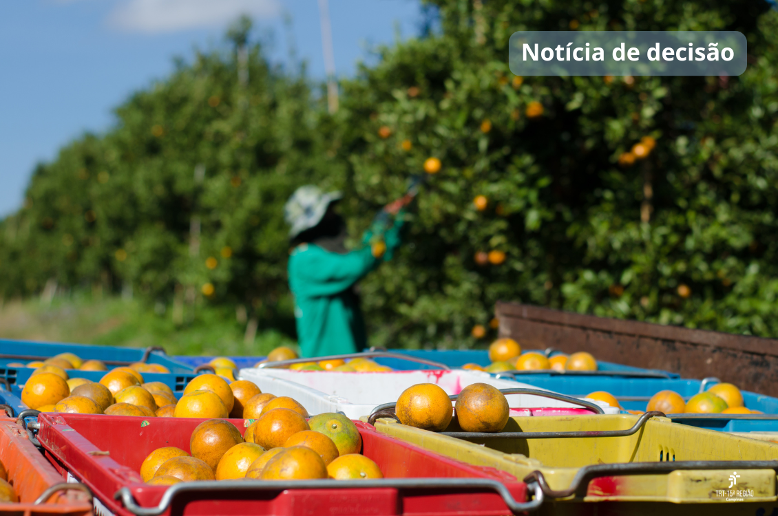 Imagem desfocada mostra trabalhador colhendo laranjas ao fundo. Em primeiro plano, caixotes de laranja em carregamento. No canto superior direito, o texto em branco: Notícia de Decisão. No rodapé inferior, o logotipo do TRT-15.