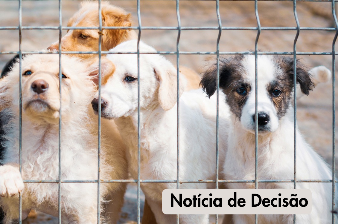 #ParaTodosVerem: quatro cachorros presos atrás de uma grade de metal