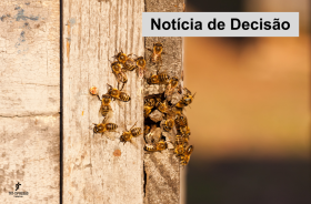 abelhas estão aglomeradas em um material de madeira